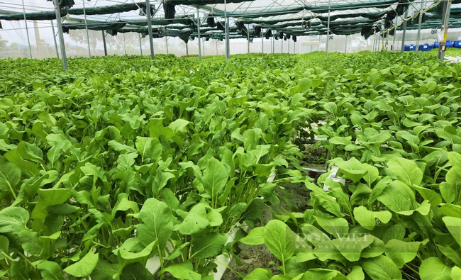 Hiện tại các sản phẩm của hợp tác xã được thị trường rất ưa chuộng. Ảnh: B.A