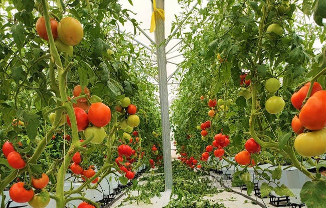 Những thành công bước đầu giúp hợp tác xã rau củ quả sạch Duy Tân, xã Tân Sơn, huyện Đô Lương, Nghệ An yên tâm mở rộng sản xuất. Ảnh: B.A
