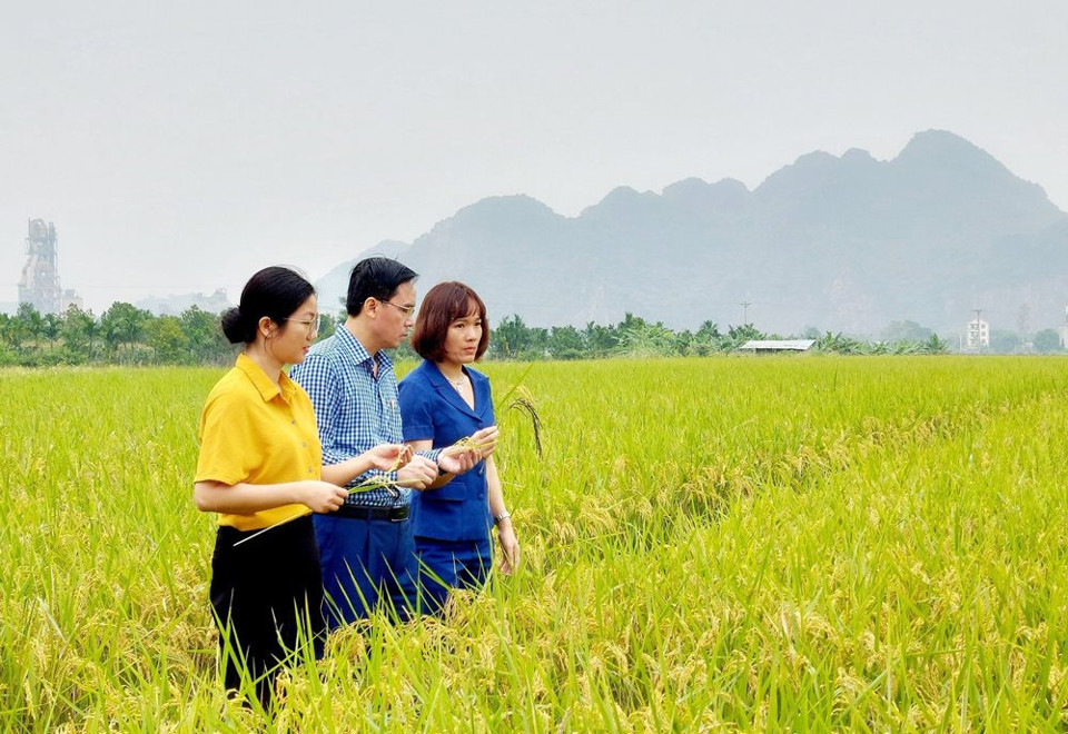  Vùng trồng lúa hữu cơ tại xã Nam Phương Tiến, huyện Chương Mỹ. 