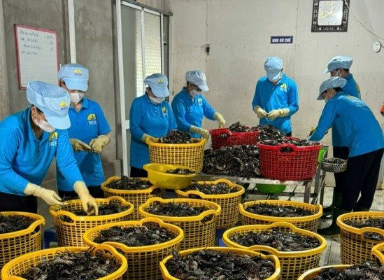 Ứng dụng chuyển đổi số vào sản xuất kinh doanh góp phần thúc đẩy sự phát triển của kinh tế tập thể - Ảnh: CTV