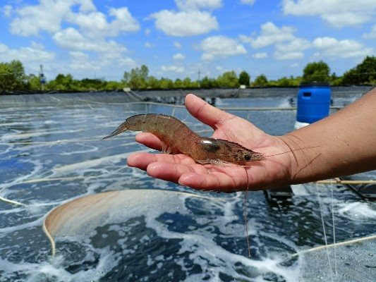  Tỉnh Cà Mau khuyến khích người nuôi tôm theo hướng an toàn sinh học - Ảnh: Trần Khải