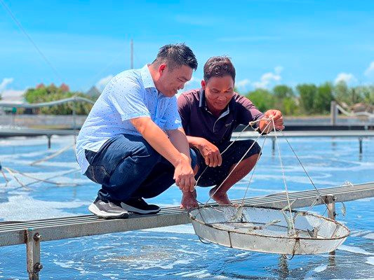  Mô hình nuôi tôm cân bằng sinh học của anh Hội giúp tôm nuôi khoẻ mạnh