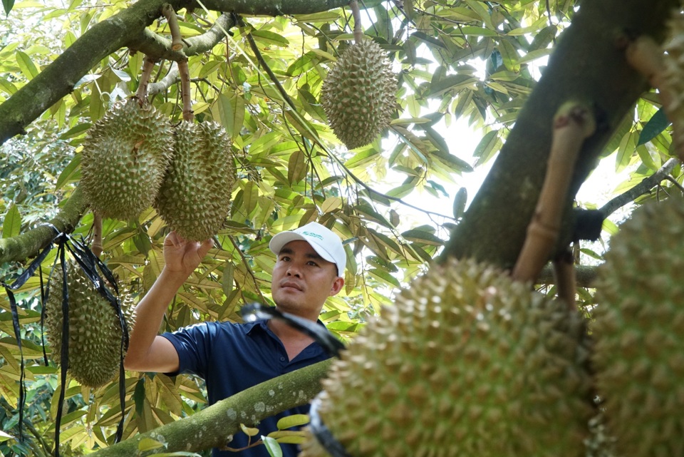  Anh Phan Viết Cường, thôn 11, xã Đắk Wer, huyện Đắk R’lấp, tỉnh Đắk Nông vui mừng với vườn sầu riêng đang cho thu hoạch được giá.