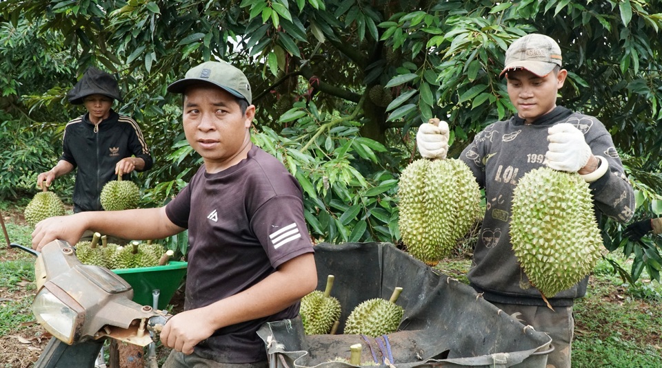  Nhiều thương lái đổ về Đắk Nông thu mua sầu riêng.