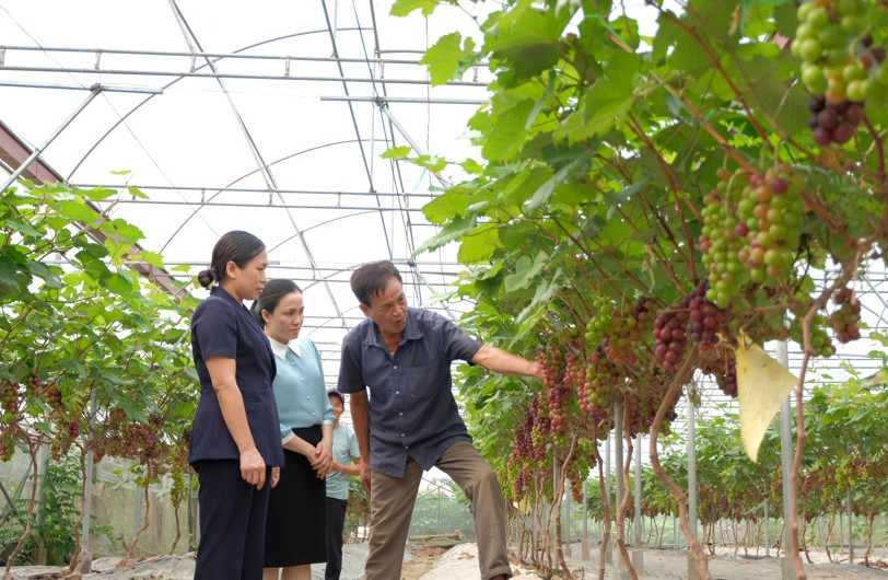  Mô hình trồng nho hạ đen tại xã Thượng Cốc (huyện Phúc Thọ) cho hiệu quả kinh tế cao. Ảnh: Trọng Tùng