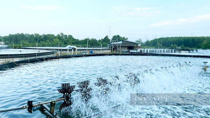  Nhơn Trạch là vùng nuôi tôm lớn nhất Đồng Nai với hơn gần 1.700ha ao nuôi. Ảnh: Nguyên Vỹ