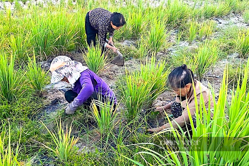  Người dân huyện Kỳ Anh đã biến những vùng đất xấu, khô cằn thành khu vườn trồng các loại cây thảo dược quý. Ảnh: PV