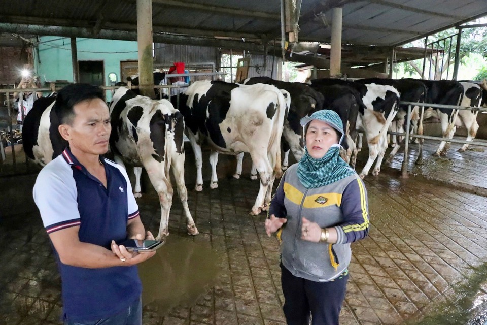  Người chăn nuôi bò sữa tại tỉnh Lâm Đồng lo lắng vì đàn bò bị bệnh sau khi tiêm vaccine viêm da nổi cục. Ảnh: Văn Long.