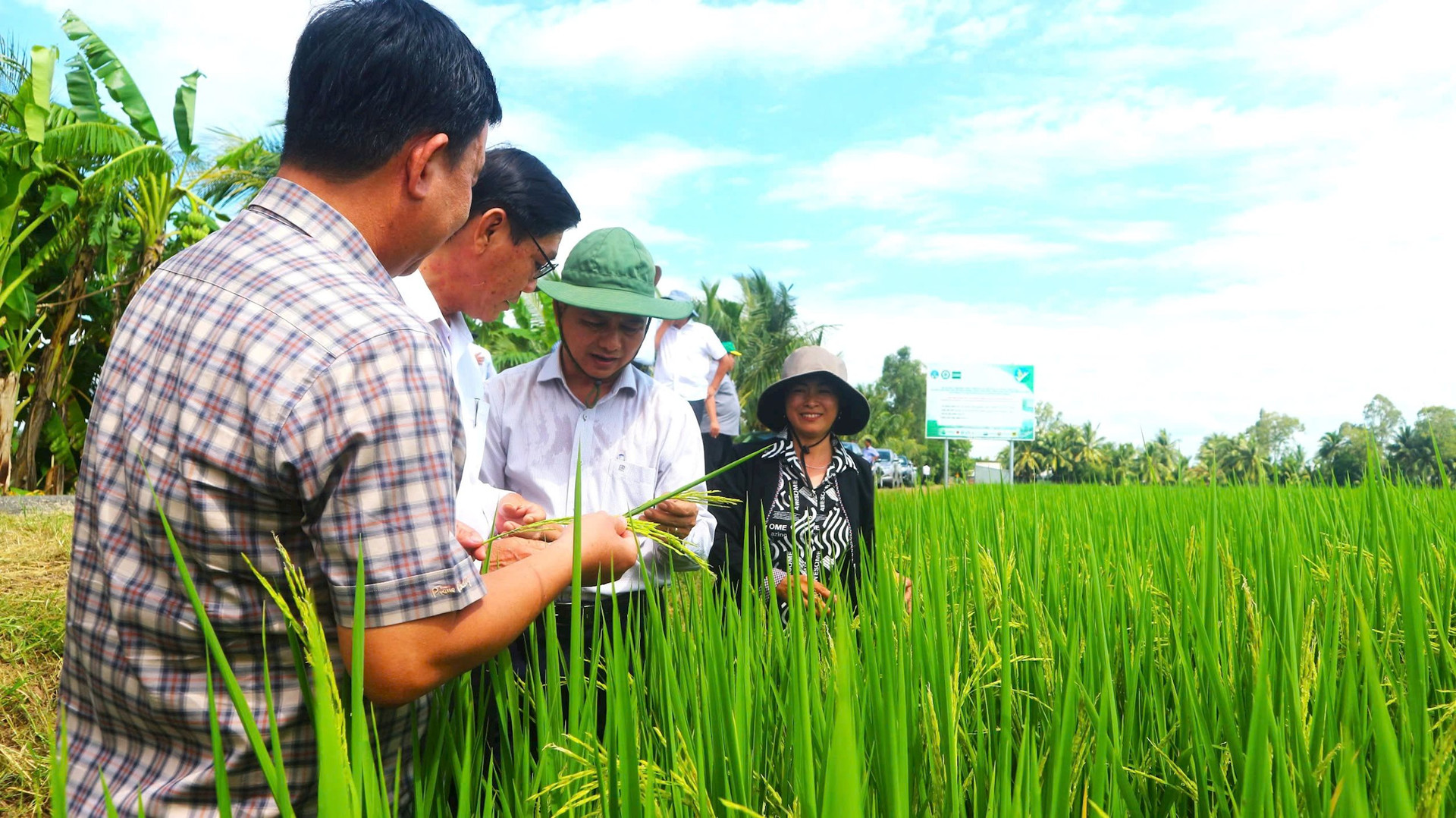  Nhiều giống lúa chất lượng cao được trồng ở ĐBSCL từ các chương trình nhân giống của GS-TS Võ Tòng Xuân