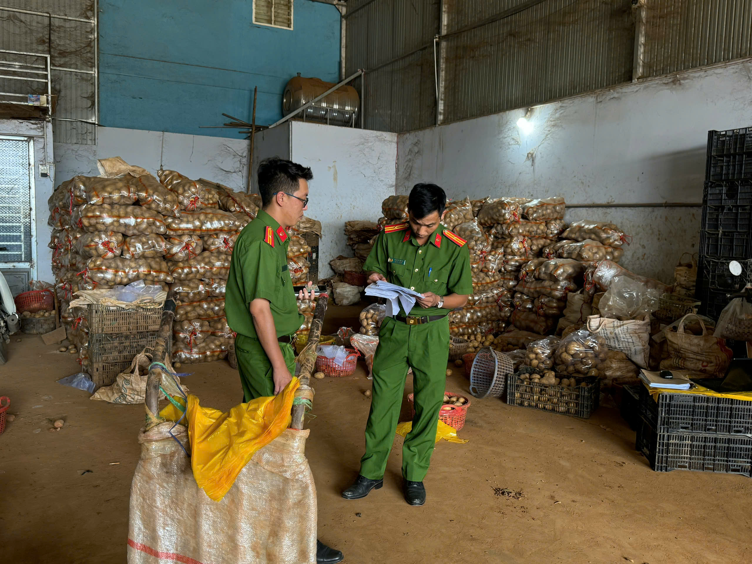  Hiện Công an tỉnh Lâm Đồng đang điều tra dấu hiệu dán tem 'nông sản Đà Lạt' vào khoai tây Trung Quốc. Ảnh: CTV.