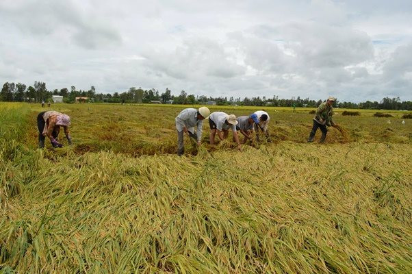  Nông dân tích cực thu hoạch lúa để hạn chế thiệt hại