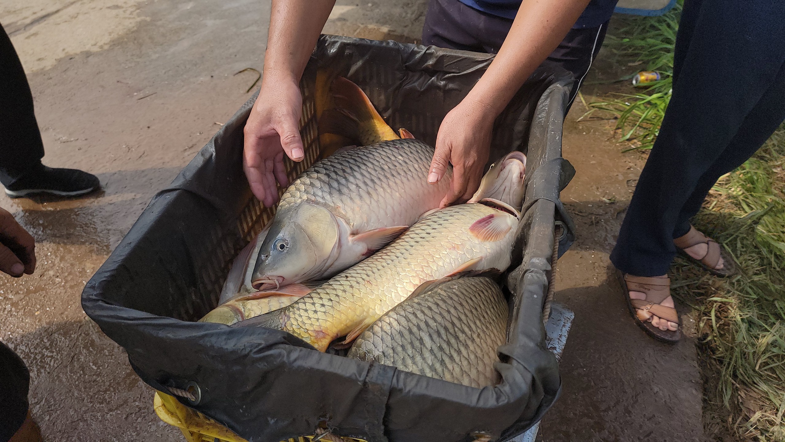  Những thùng đựng cá to được vận chuyển từ lồng vào bờ để đem cân bán cho tư thương, người dân. Ảnh: Nguyễn Việt.