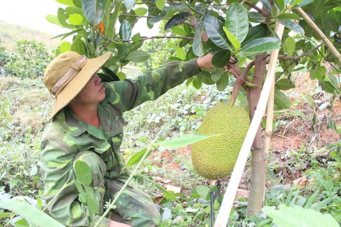  Mít Thái siêu sớm sau trồng 18 tháng đã cho khai thác quả kinh doanh. Ảnh: Ngọc Hoà.