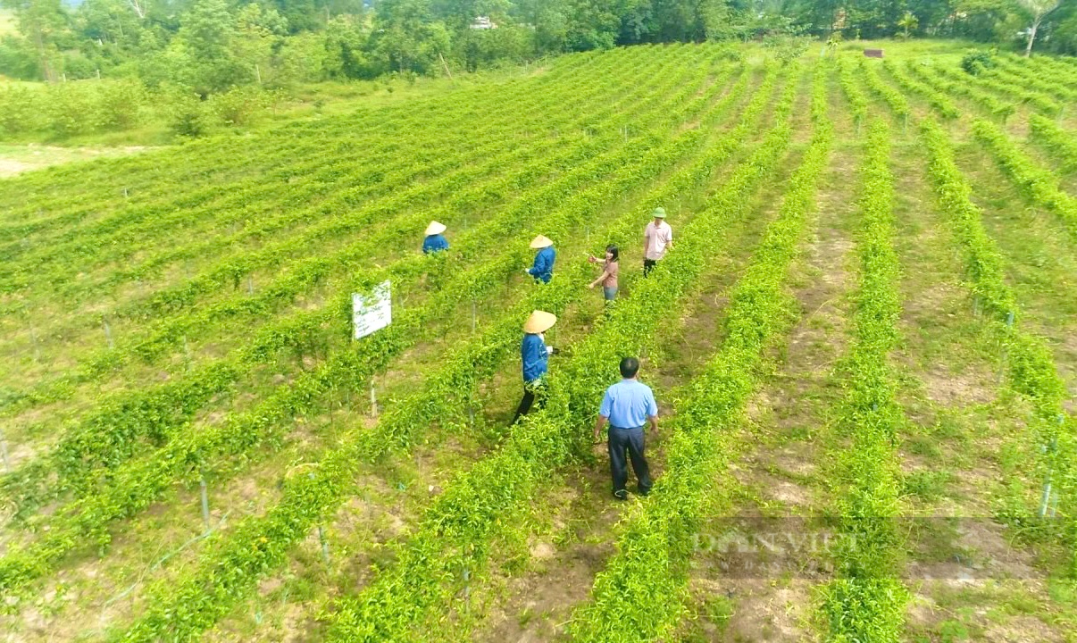  Du khách tham quan vùng nguyên liệu của Hợp tác xã Sản xuất cây dược liệu sạch và kinh doanh nông nghiệp xã Cự Nẫm (ở xã Cự Nẫm, huyện Bố Trạch, tỉnh Quảng Bình).