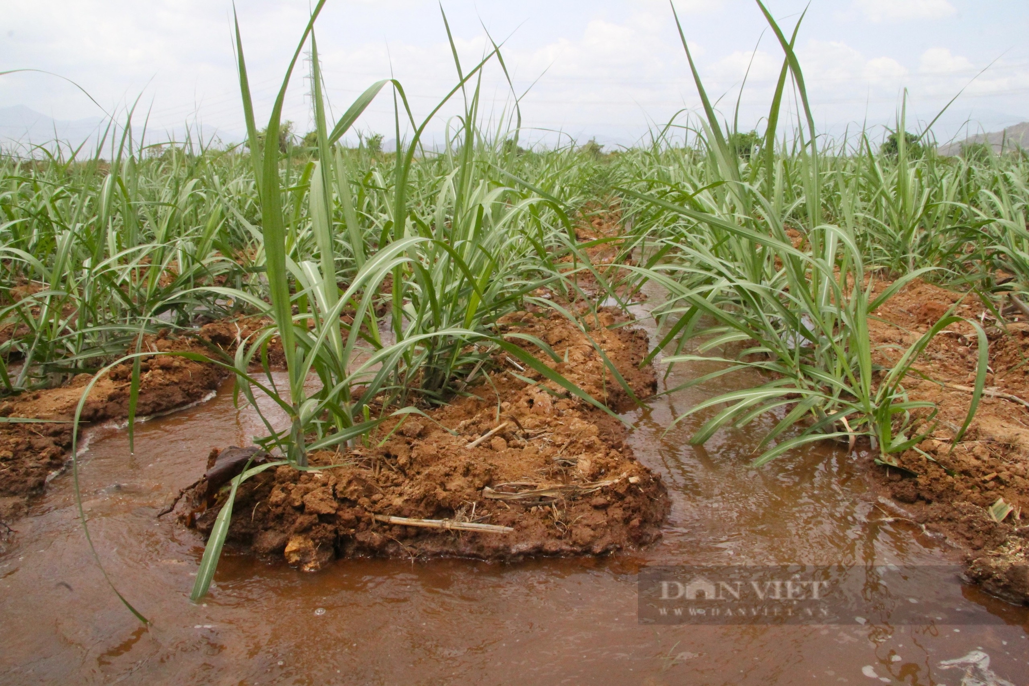  Cây mía và cây mì là 2 cây trồng chủ lực của nông dân ở 'Chảo lửa' Quảng Sơn, huyện Ninh Sơn. Ảnh: Đức Cường