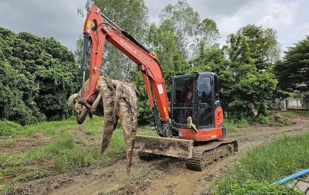  Máy xúc đưa xác cá sấu ra khỏi trang trại.