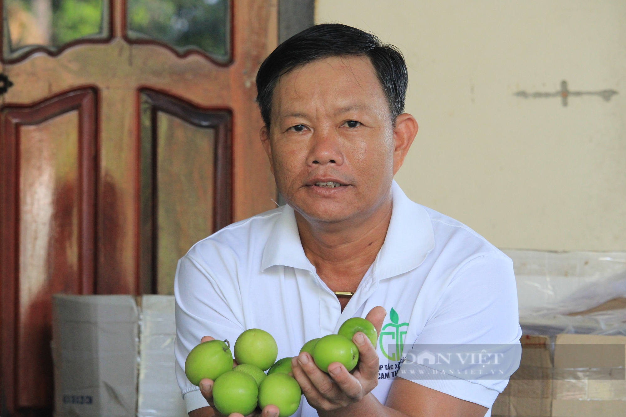  Anh Hồ Tấn Cường - Giám đốc HTX táo Cam Thành Nam là một trong những người tiên phong làm táo trong nhà lưới. Ảnh: Công Tâm