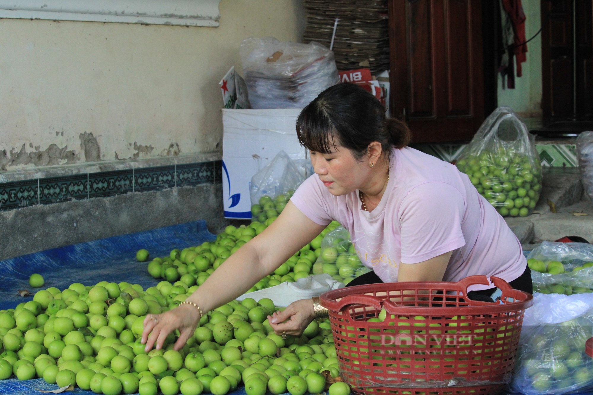  Sản phẩm táo Cam Thành Nam, TP.Cam Ranh (Khánh Hòa) đã được nhiều người biết đến. Ảnh: Công Tâm