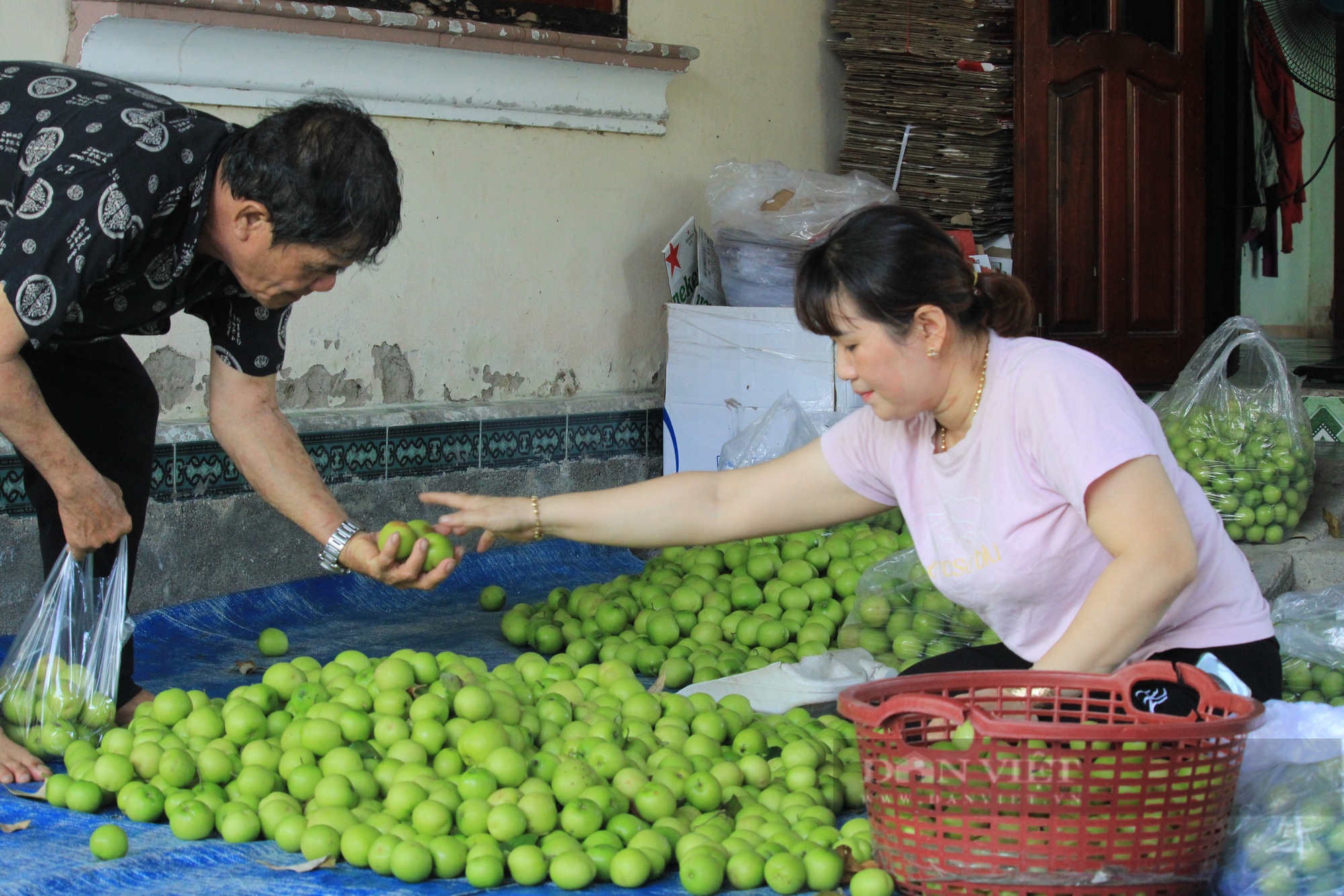  Táo Cam Thành Nam hiện cung cấp cho nhiều tỉnh thành trong cả nước. Ảnh: Công Tâm