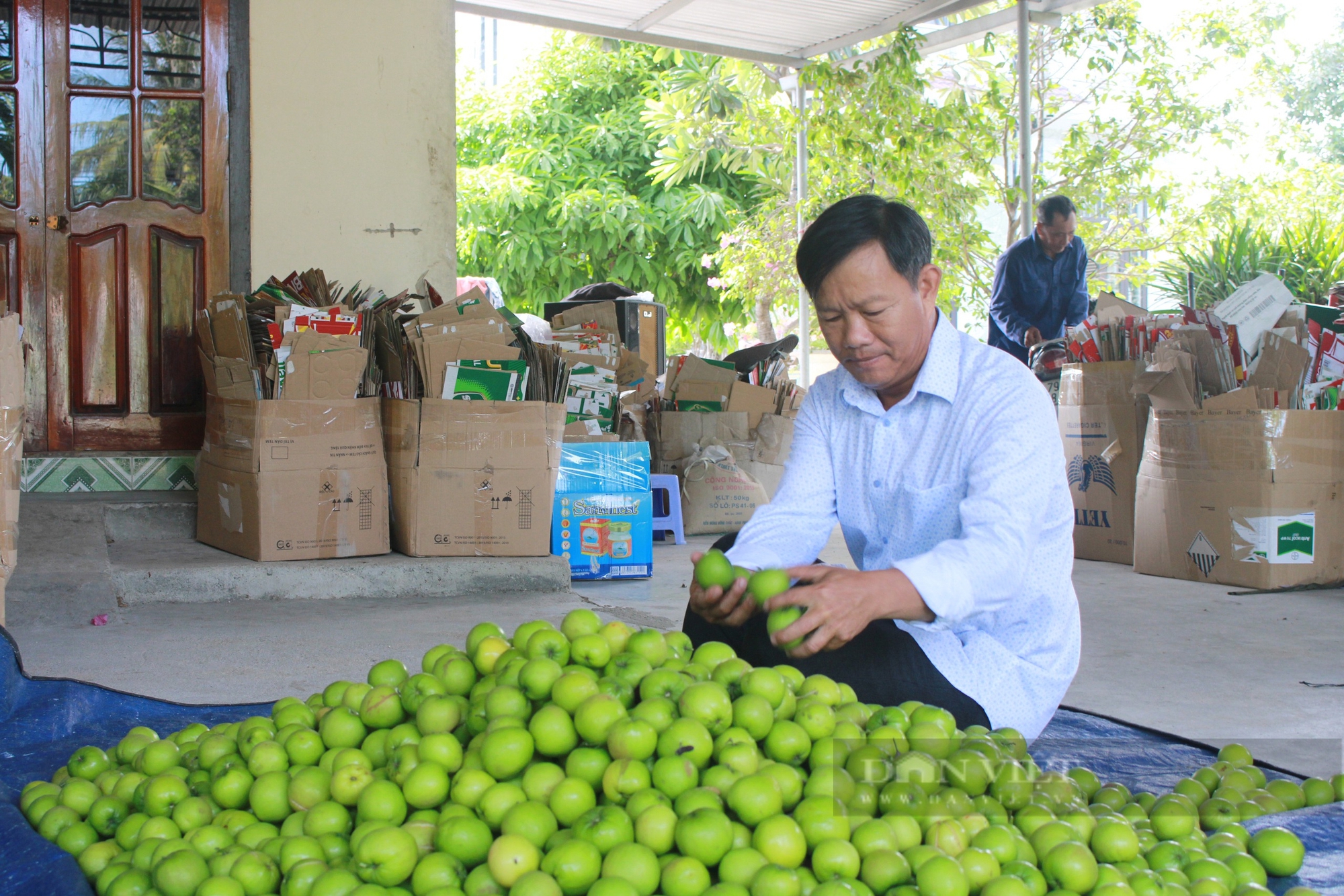  Anh Hồ Tấn Cường, xã Cam Thành Nam rất đam mê với nghề trồng táo. Ảnh: Công Tâm