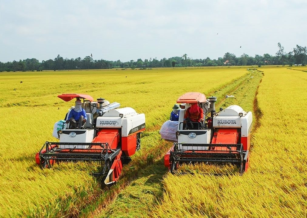  Ngân hàng Nhà nước hướng dẫn triển khai Chương trình cho vay liên kết sản xuất, chế biến và tiêu thụ sản phẩm lúa gạo. Ảnh minh họa