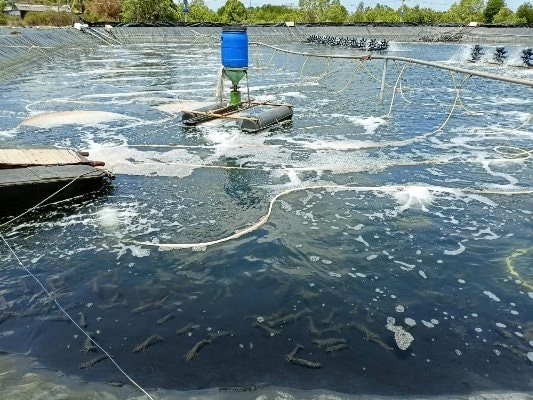  Thời gian gần đây, giá tôm công nghiệp cũng bấp bênh