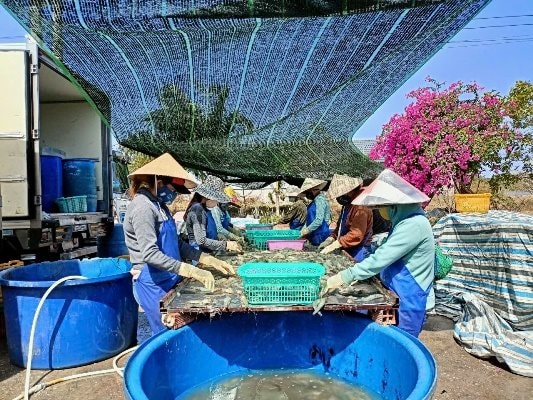  Thu hoạch tôm công nghiệp ở Cà Mau