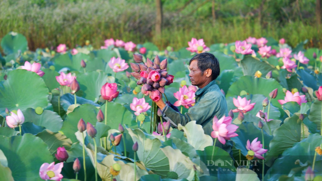  Mô hình trồng sen đưa lại hiệu quả kinh tế cao cho nhiều hội viên, nông dân ở Thừa Thiên Huế. Ảnh: D.H.