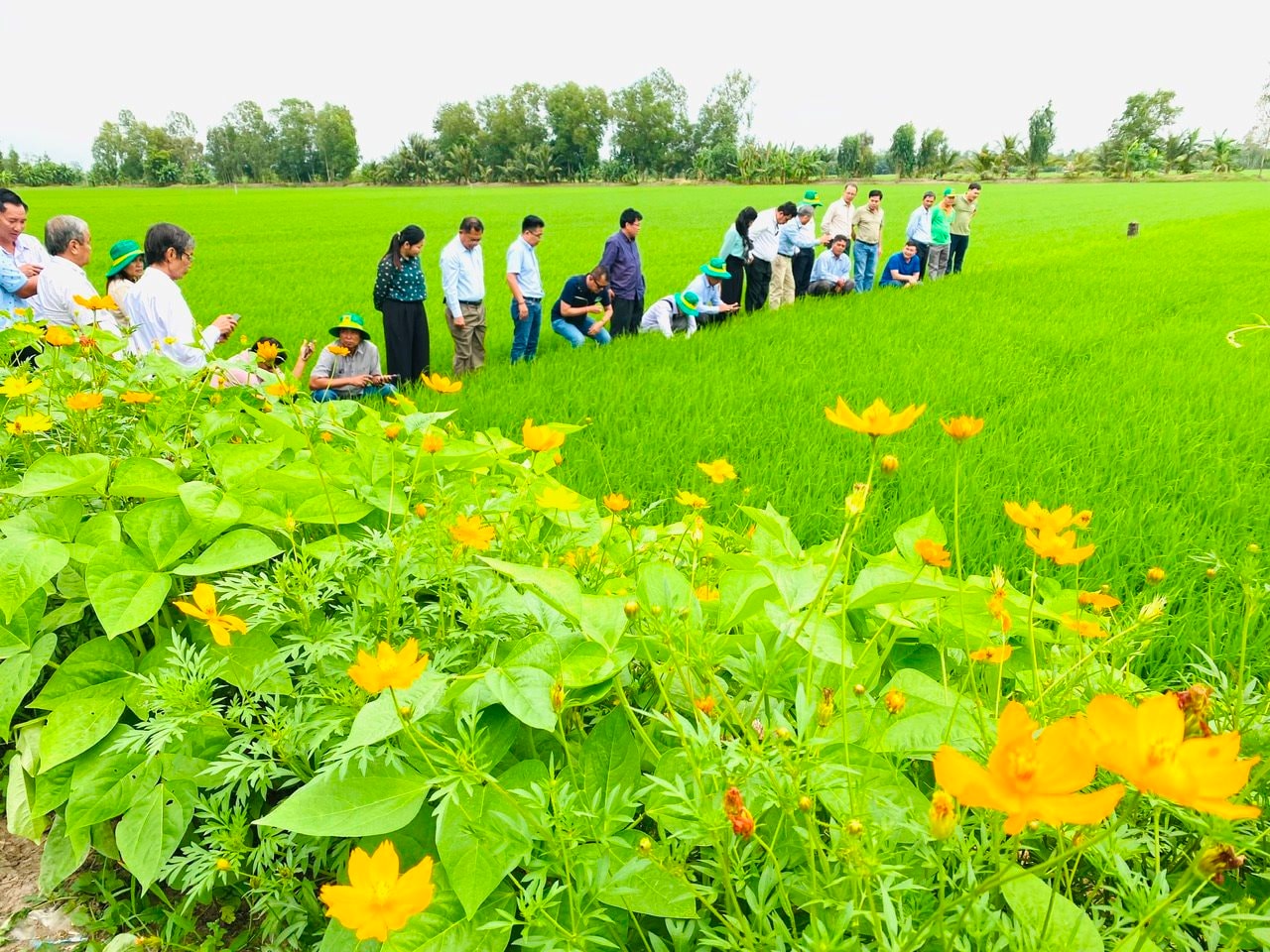  Canh tác lúa theo hướng thân thiện môi trường ở Hậu Giang - Ảnh: H.G