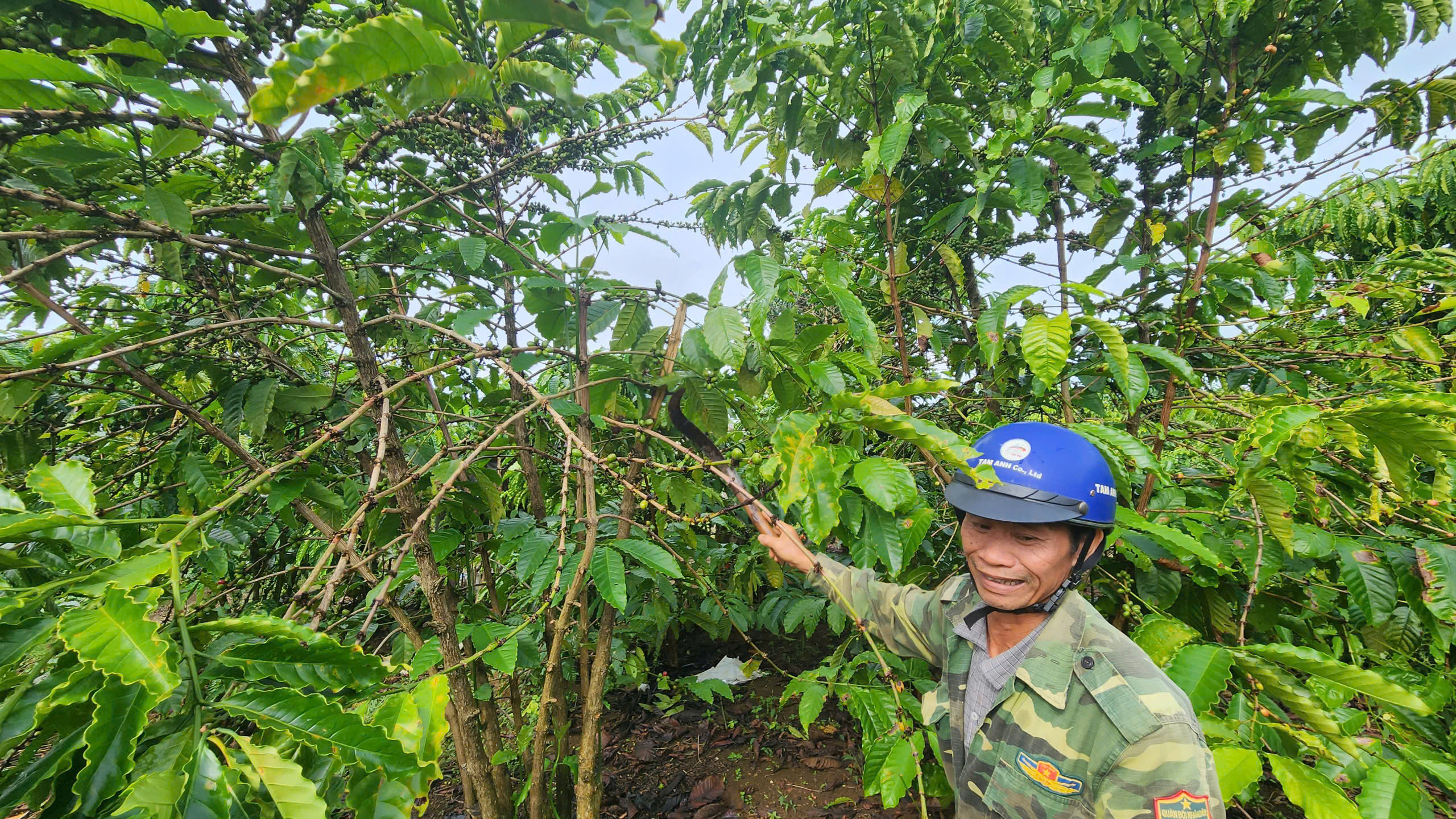  Ông Nguyễn Văn Xướng (TP. Bảo Lộc) bên một cây cà phê bị kẻ trộm hái sạch.