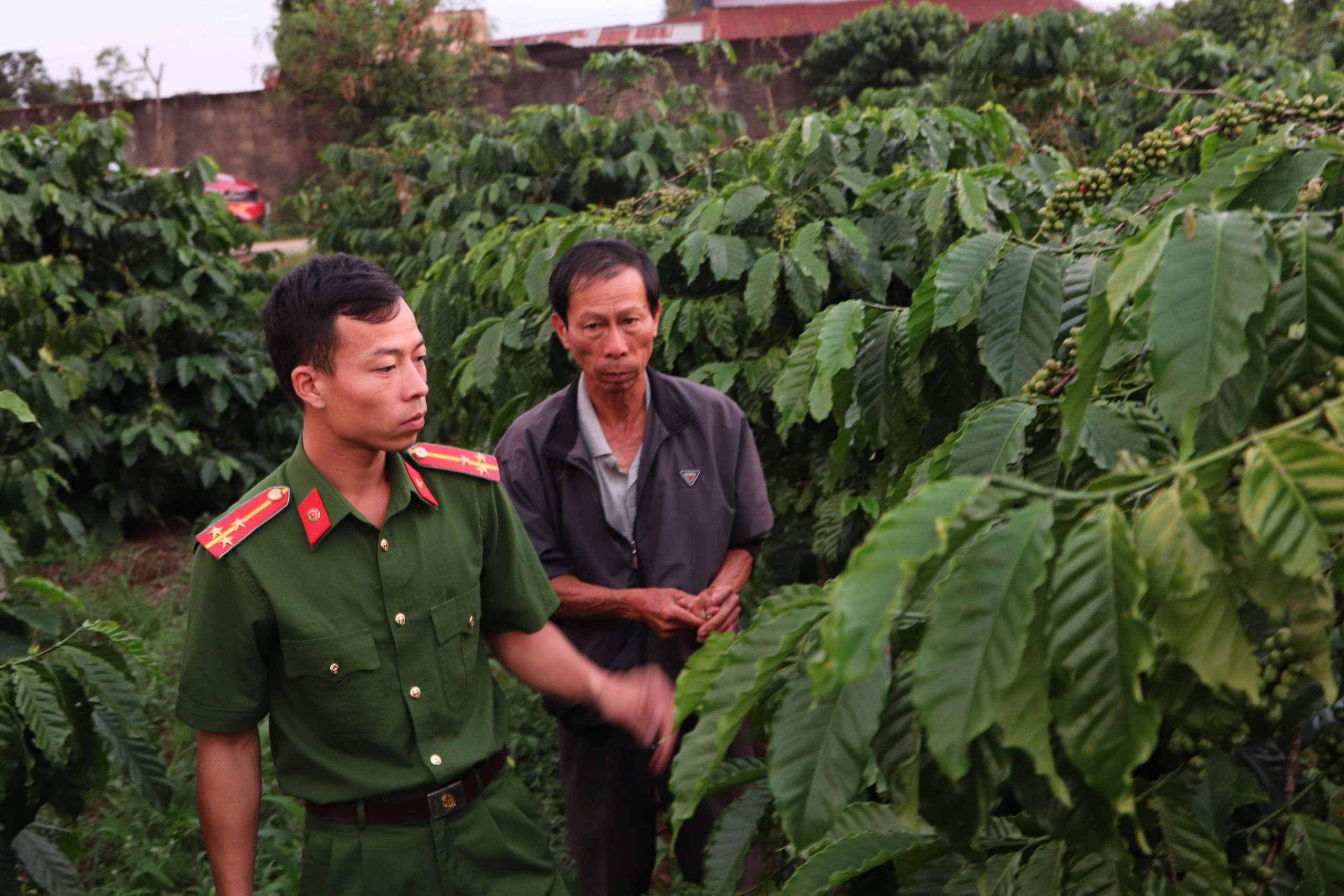  Công an xã Đạ Đờn (huyện Lâm Hà, tỉnh Lâm Đồng) thường xuyên thăm hỏi, tuyên truyền cho người dân cảnh giác, bảo vệ vườn cà phê khi vào mùa.