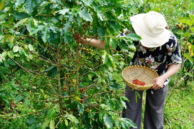  Hướng Hóa được xem là 'thủ phủ cà phê' của tỉnh Quảng Trị. (Ảnh: IPA Quảng Trị)