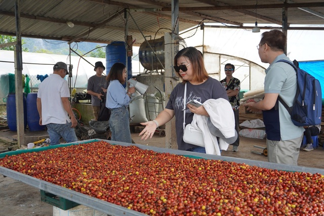  Du khách trải nghiệm quy trình trồng, chăm sóc, thu hoạch và chế biến cà phê tại các trang trại. (Ảnh: IPA Quảng Trị)