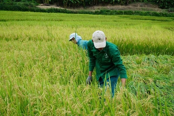  Phó thống đốc Đào Minh Tú tin rằng đến năm 2030 sẽ có 1 triệu hecta lúa chất lượng cao, đảm bảo được mục tiêu kép là chất lượng nâng lên và giảm phát thải - Ảnh: IT