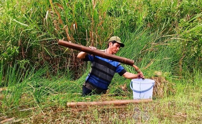  Đặt trúm lươn ở rừng U Minh hạ