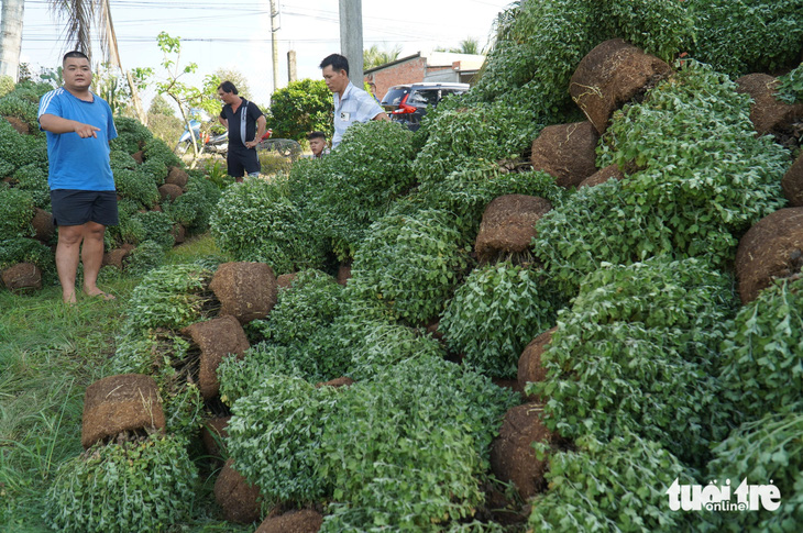  Hàng ngàn chậu cúc mâm xôi được trồng hơn 4 tháng bị người dân nhổ bỏ vì không ra búp - Ảnh: MẬU TRƯỜNG