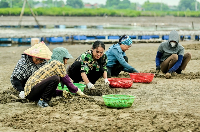  Mô hình nuôi ngao của bà Nguyễn Thị Biên tạo việc làm thường xuyên cho hàng chục lao động. Ảnh: Gia đình Việt Nam