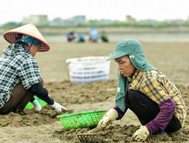  Ngao thương phẩm của gia đình bà Biên khai thác đến đâu tiêu thụ đến đó. Ảnh: báo Thanh Hóa