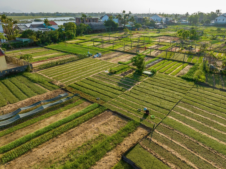  Làng rau Trà Quế là sản phẩm du lịch xanh thu hút du khách trong nước và quốc tế mỗi khi ghé thăm phố cổ Hội An