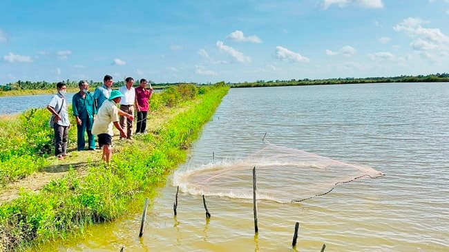  Mô hình nuôi tôm sạch đạt hiệu quả cao