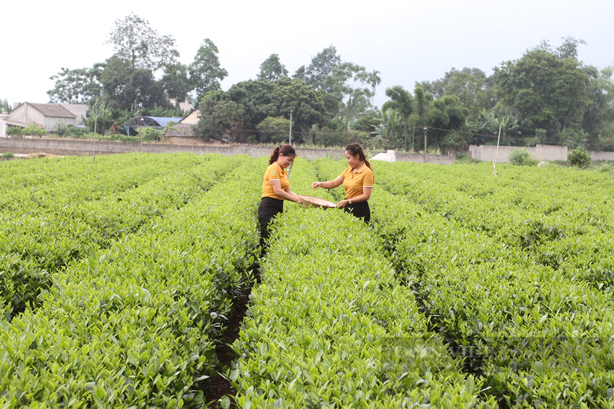 Chị Đỗ Thị Nguyên - Giám đốc HTX Chè Phúc Nguyên (xã Văn Yên, huyện Đại Từ, tỉnh Thái Nguyên) mong muốn nhà nước có cơ chế hỗ trợ xây dựng vùng nguyên liệu chè chuẩn hữu cơ. Ảnh: Hà Thanh