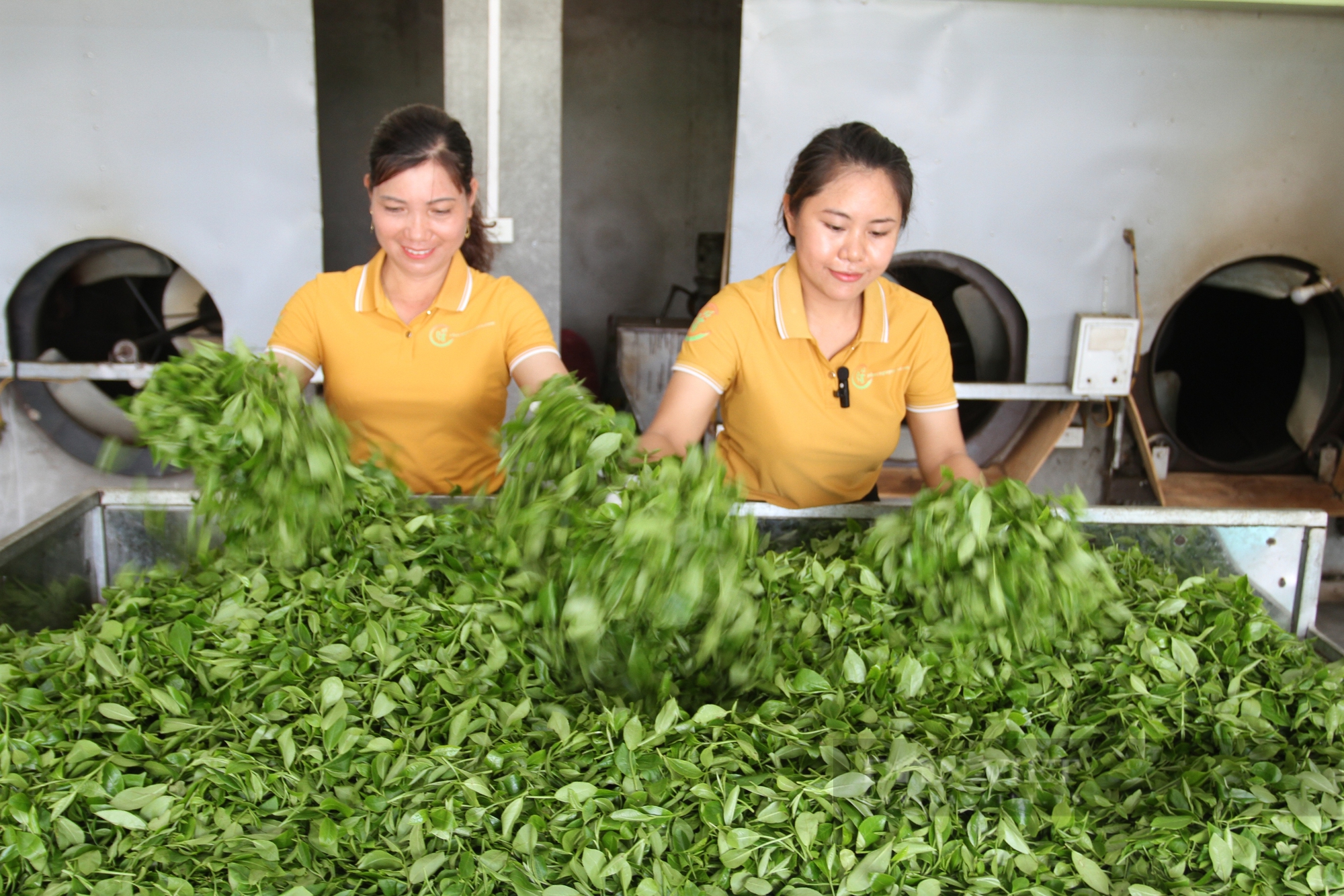 Nhờ tình yêu với cây chè, chị Đỗ Thị Nguyên – Giám đốc HTX Chè Phúc Nguyên (Đại Từ, Thái Nguyên) đã quyết định theo đuổi đam mê, xây dựng thương hiệu cho vùng chè Văn Yên. Ảnh: Hà Thanh.