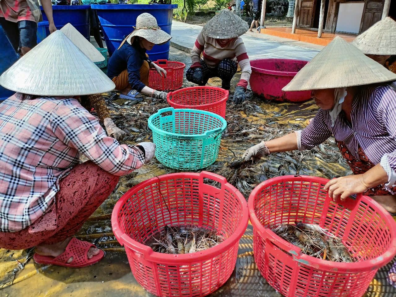  Sản phẩm từ mô hình nuôi tôm càng xanh trên đất lúa ở xã Khánh Thuận, huyện U Minh