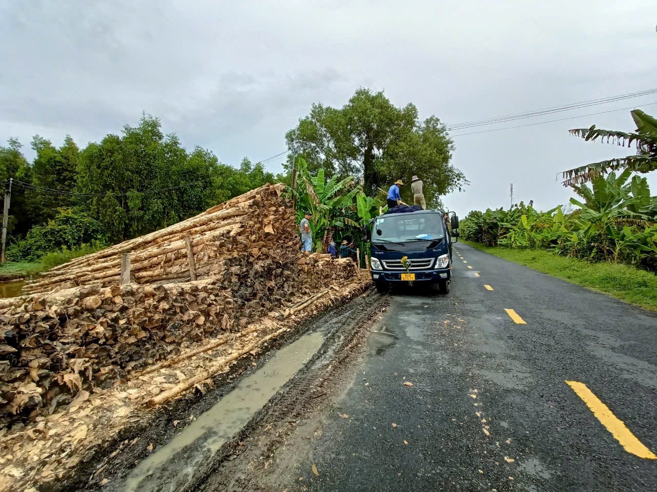  Kinh tế rừng được xem là một trong những động lực trong phát triển kinh tế của huyện U Minh