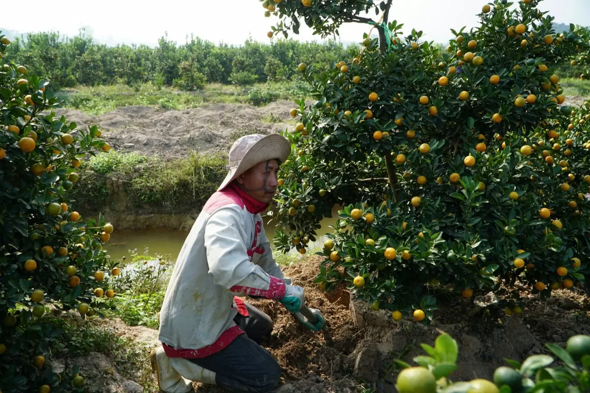  Nông dân chăm sóc quất để chuẩn bị cho các thương lái bán Tết. Ảnh: Cộng tác viên