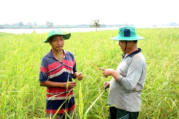  An Giang có hơn 80% diện tích đất nông nghiệp, đất phù sa chiếm hơn 44% diện tích đất nông nghiệp, có nguồn nước ngọt quanh năm, khí hậu ôn hòa và 65% dân số lao động nông thôn - Ảnh: Tô Văn