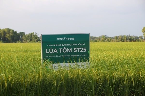  Lúa ST25 hiện được thương lái thu mua với giá từ hơn 12.000 đồng/kg