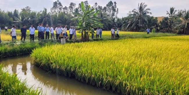  Hiện bà con nông dân các tỉnh vùng ĐBSCL đang háo hức chờ ngày thu hoạch lúa