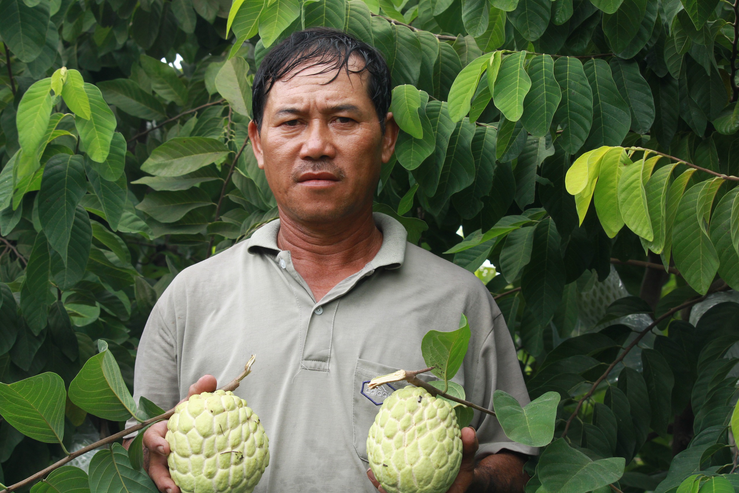  Nông dân ứng dụng kỹ thuật trồng mãng cầu mang lại hiệu quả kinh tế