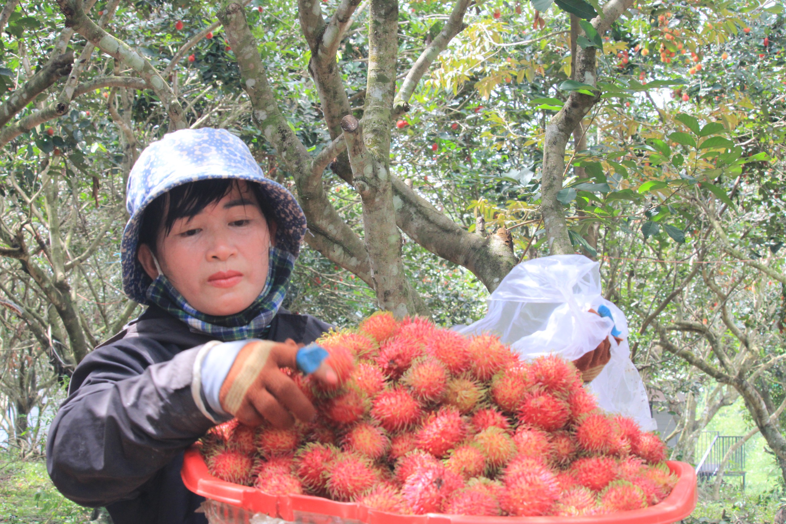  Mô hình du lịch gắn với nông nghiệp ở huyện Khánh Vĩnh, Khánh Hòa